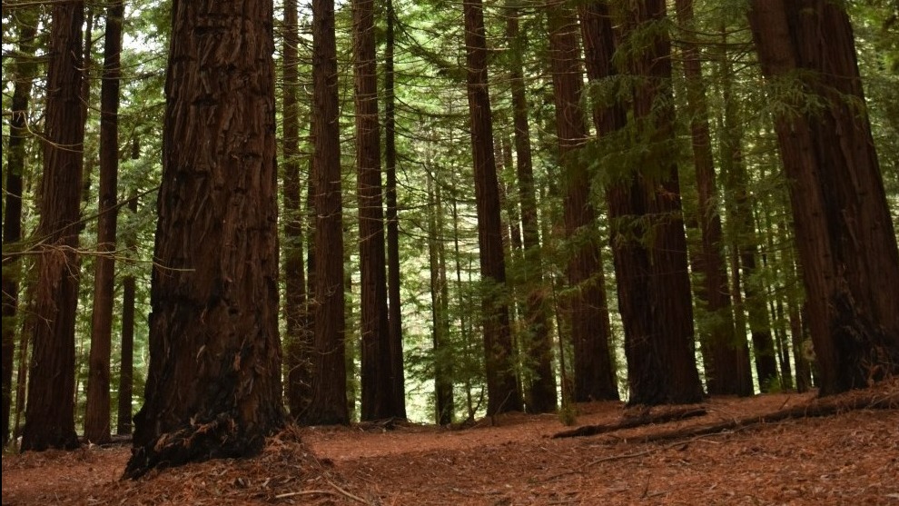 A plantation of tall Californian Redwood trees. They have rough brown bark and large branches with thin pines.