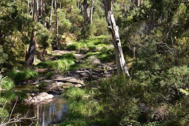 A rocky creek bed surrounded by bushes and long grass.