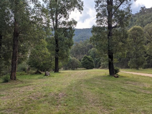 A grassy clearing surrounded by trees