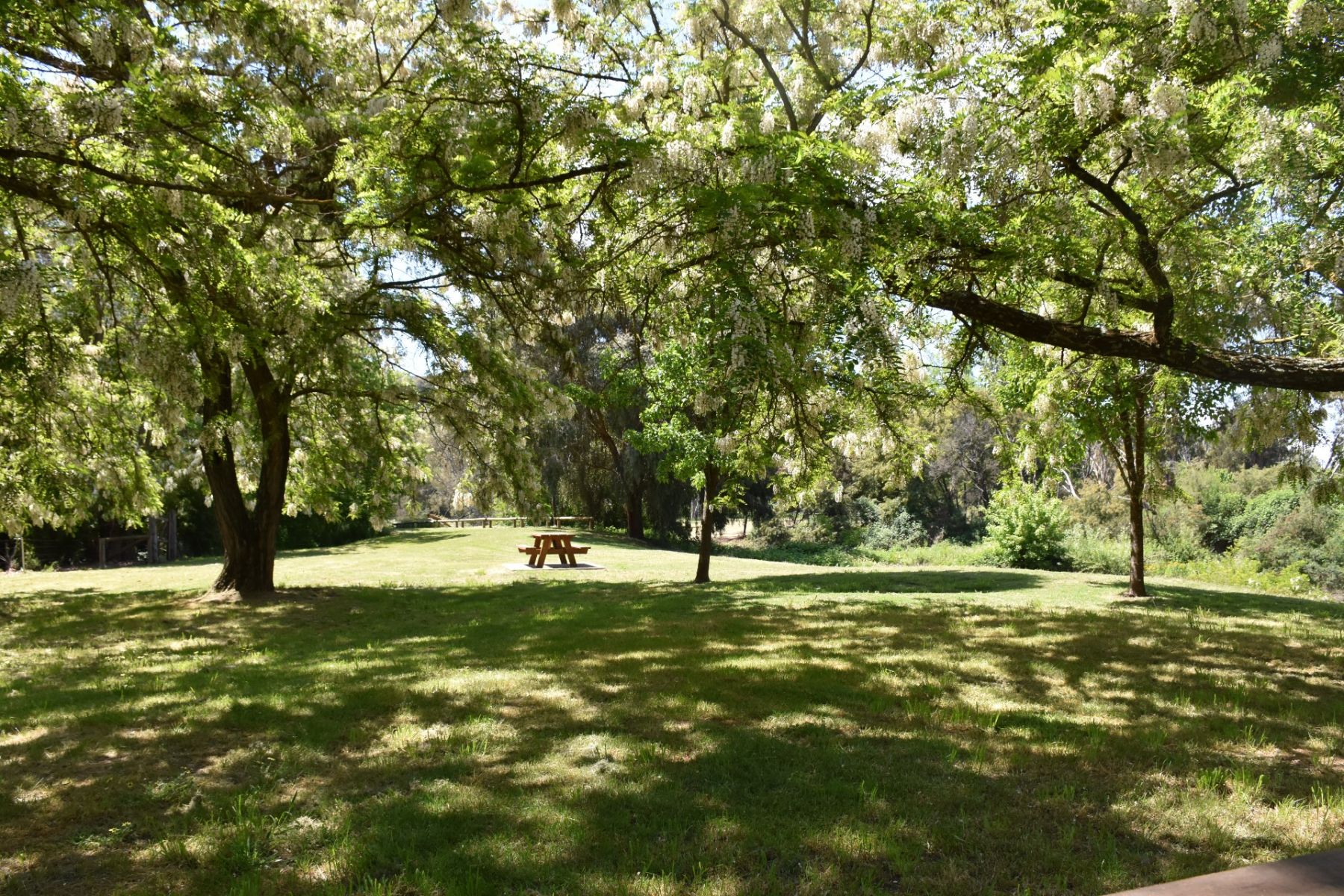 A picnic table in a grassy reserve with large trees providing shade