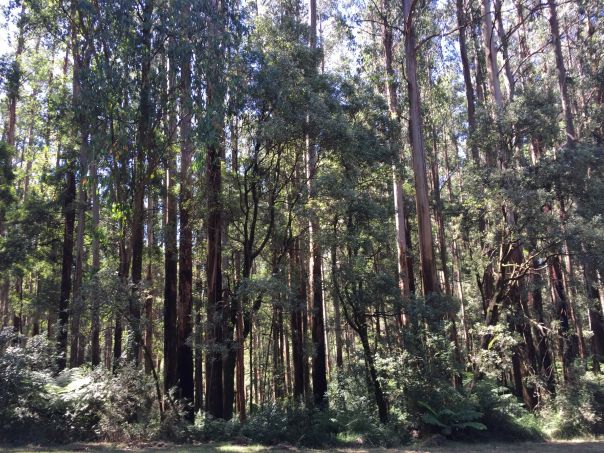 A line of very tall mountain ash trees