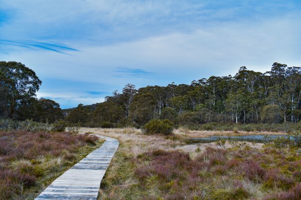 A boardwalk through grassy plains