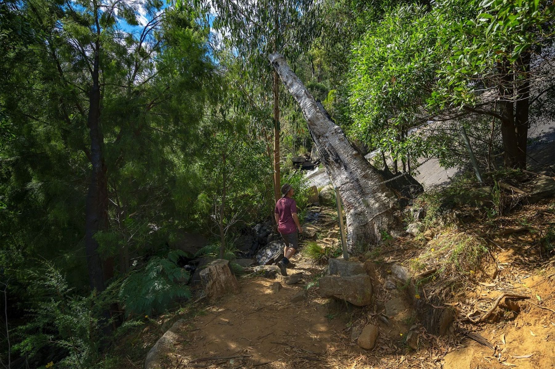 Person walking on track surrounded by forest