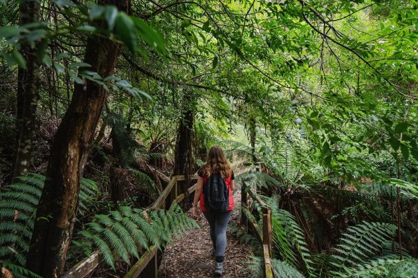 Person walking in rainforest