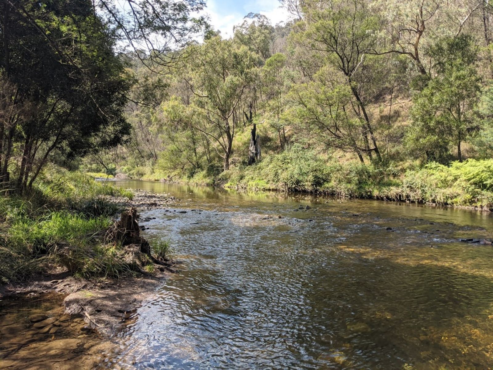 A river surrounded by trees