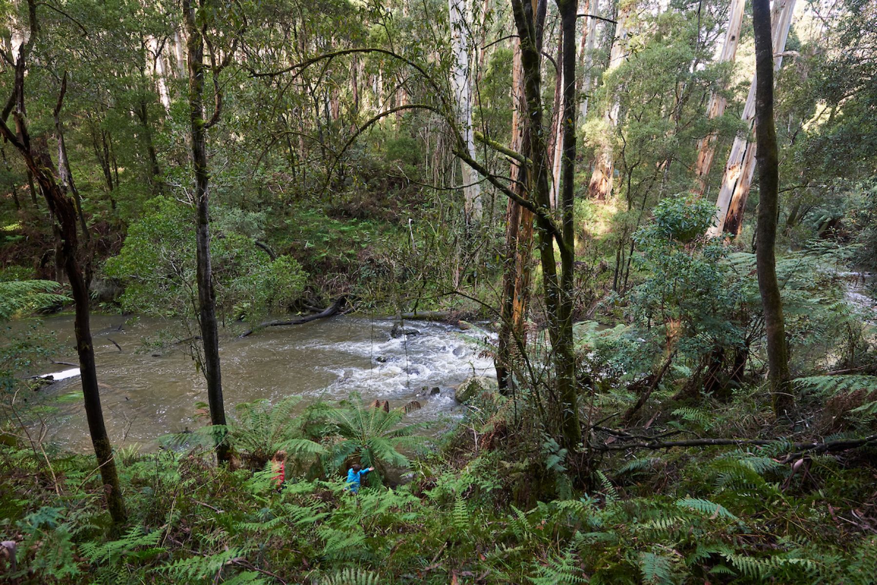 People walking among tress and near a river rapid at the Gellibrand River.