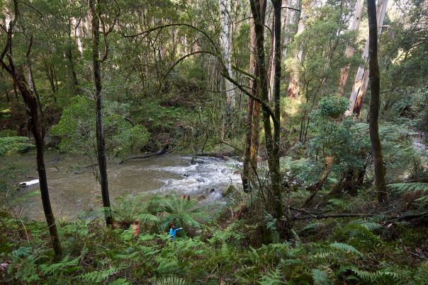 People walking among tress and near a river rapid at the Gellibrand River.