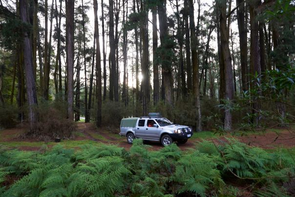 A four-wheel drive vehicle drives between trees at Dando's Campground. 