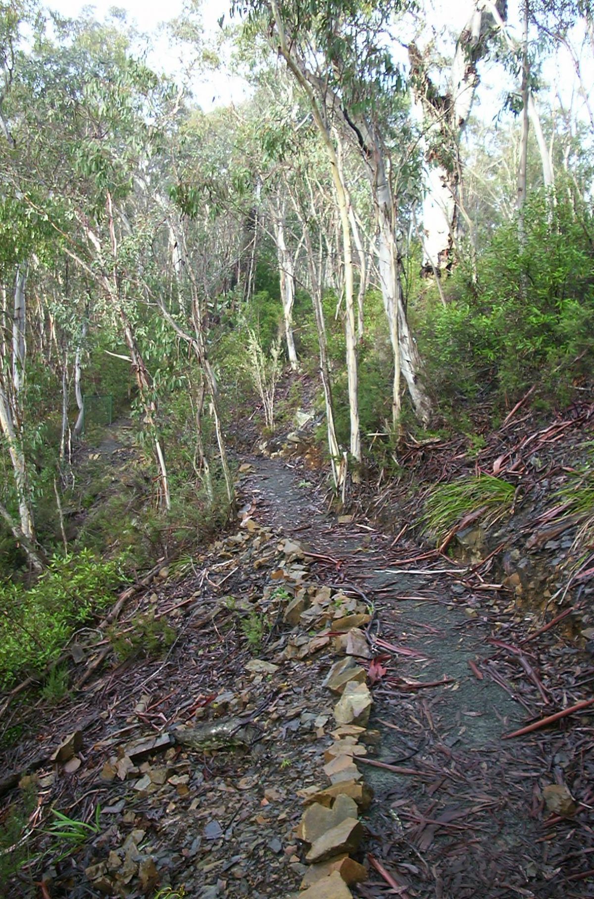 The walking track that leads to Delegate River Tunnel