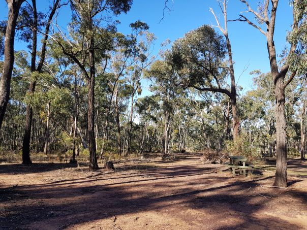 Butchers Campground in Inglewood State Forest