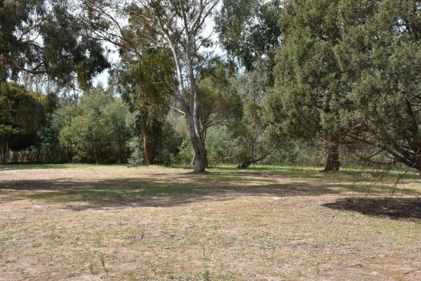 A shady open area where you can set up camp near the water. This is a large open space with mature trees in the background. 