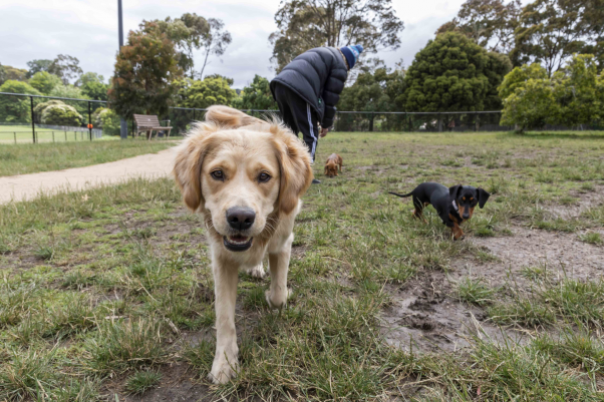 Golden retriever and small brown daschund in grassed dog park with path on left, trees in background