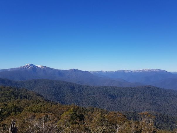 Thick forest overlooking mountains in the background.