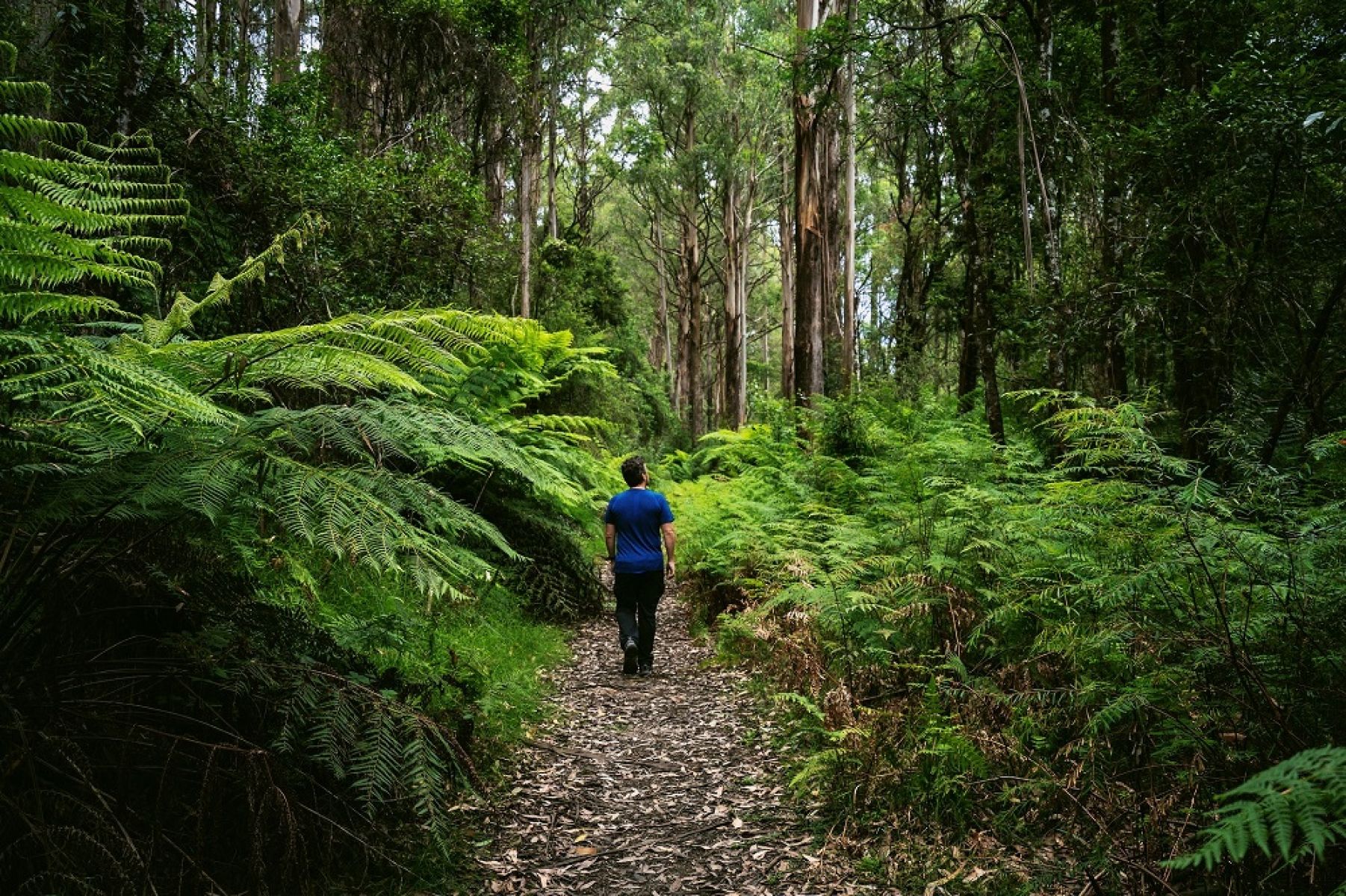 Person walking in rainforest