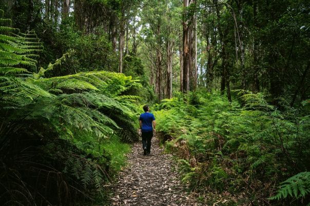 Person walking in rainforest