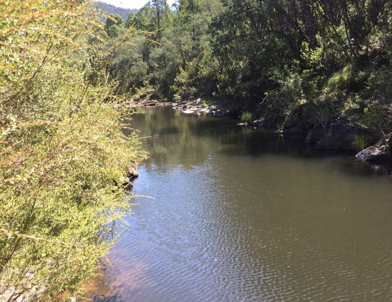 A river surrounded by trees