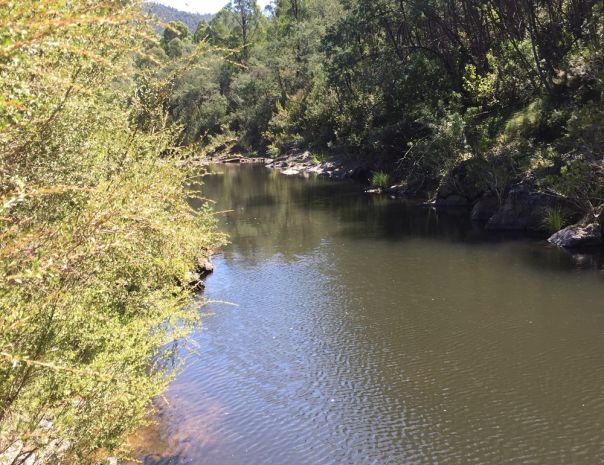 A river surrounded by trees