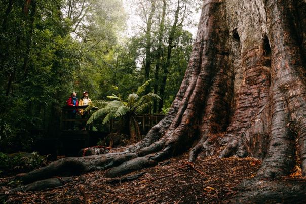 Two people in the forest look up at a huge tree