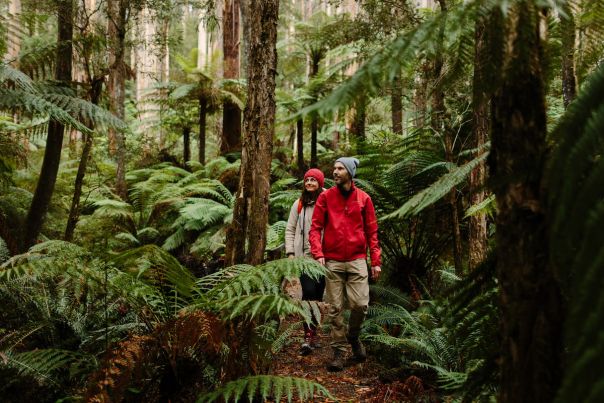 Two people walking though lush ferny forest