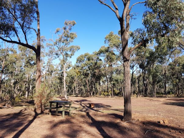 Box-ironbark trees surround Butchers Campground