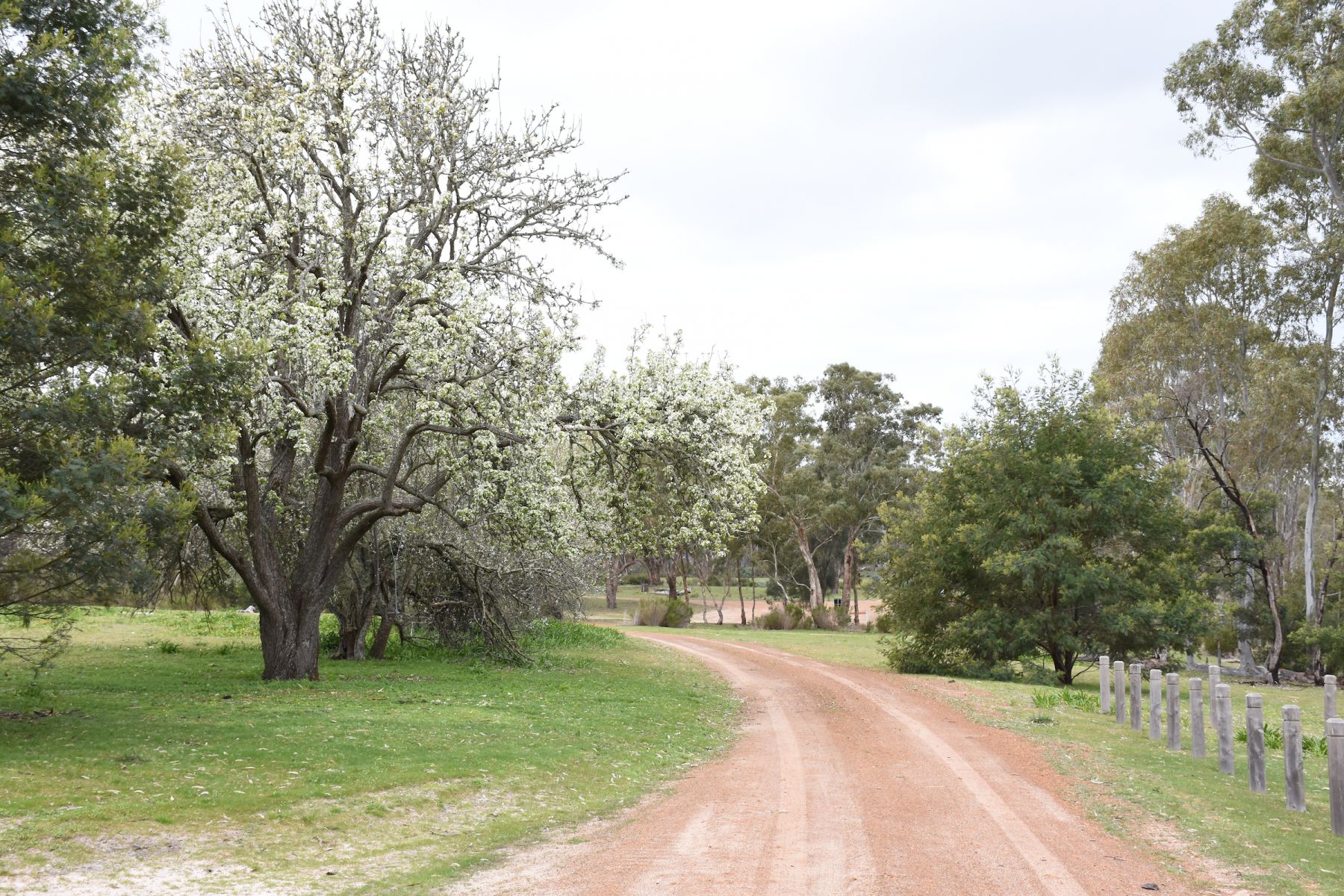 A driveway to Brodies Campground with trees on either side