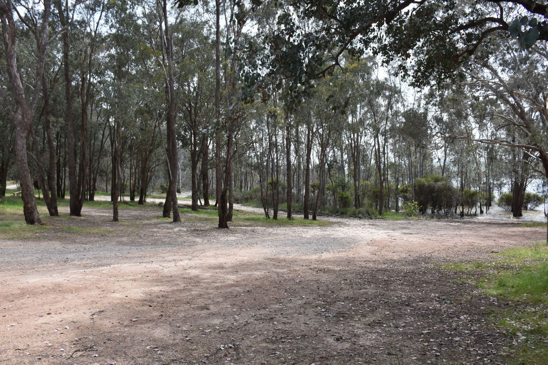 Camping area set amongst the trees, leading down to the shoreline of Lake Eildon