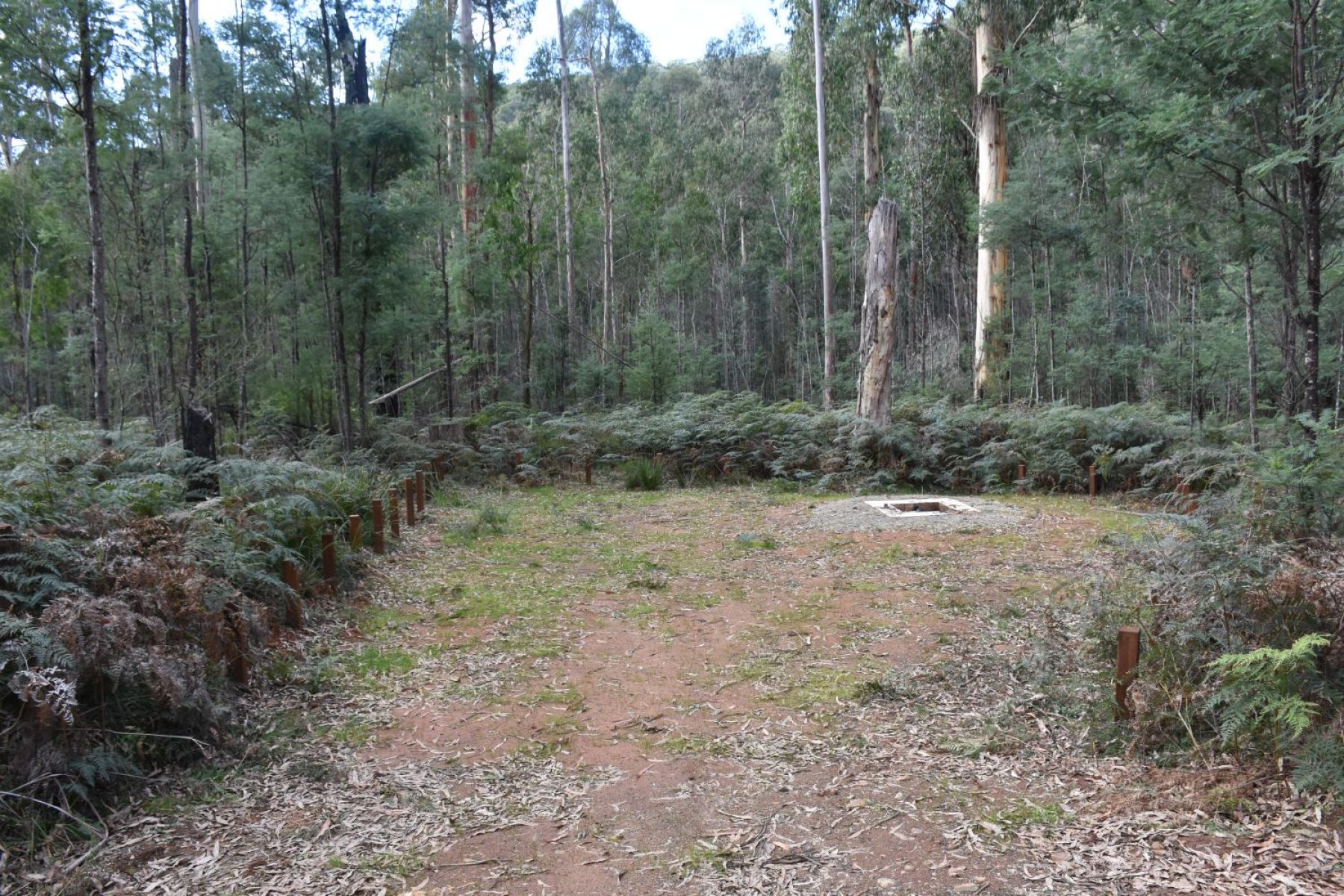 A fire pit in a secluded camp site in the forest.