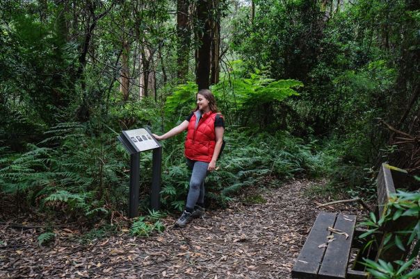 Person walking in rainforest