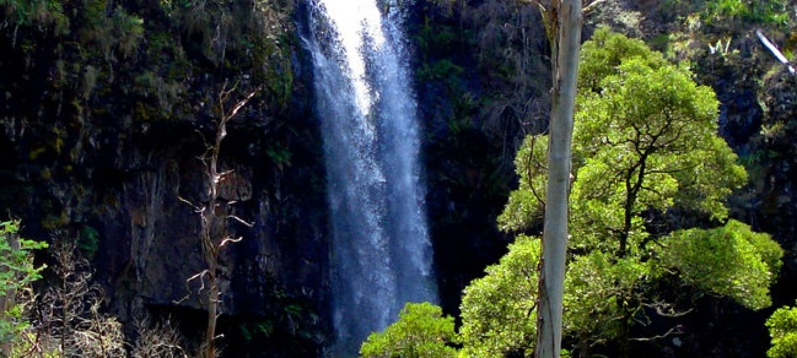 Waterfall surrounded by forest