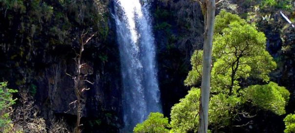 Waterfall surrounded by forest