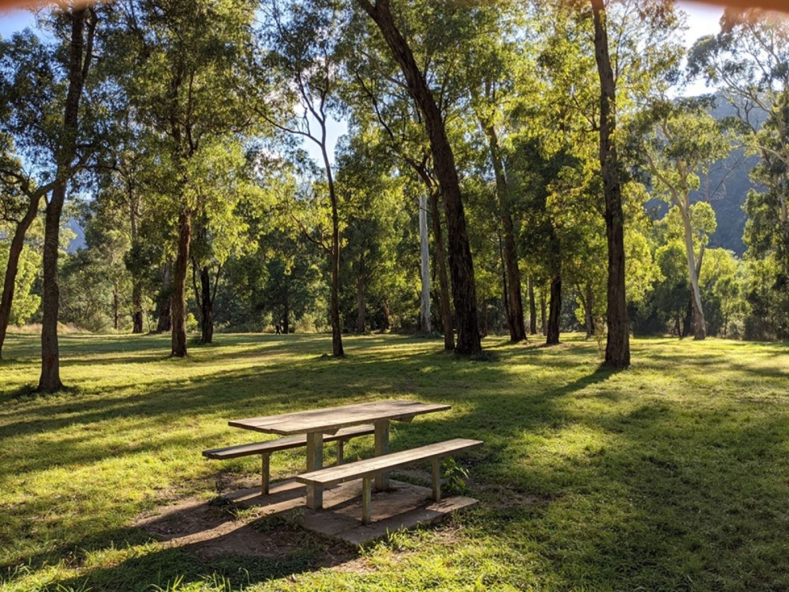 A picnic table at a grassy campground in the forest.