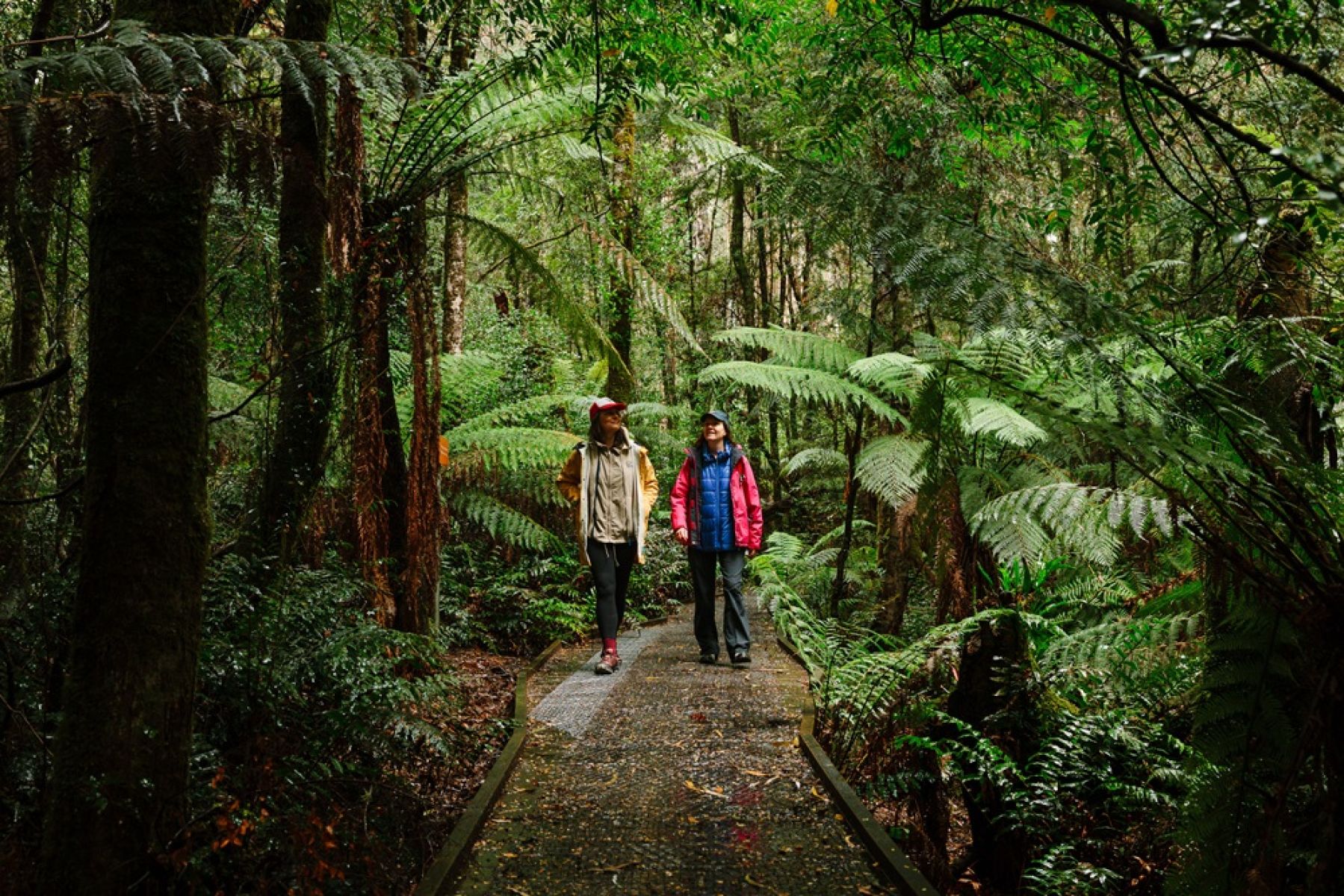 Two people walking through tall forest