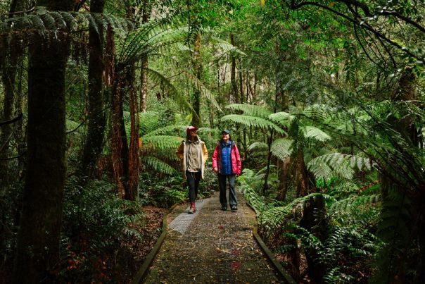 Two people walking through tall forest