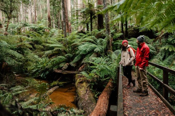 Two people walking though lush ferny forest