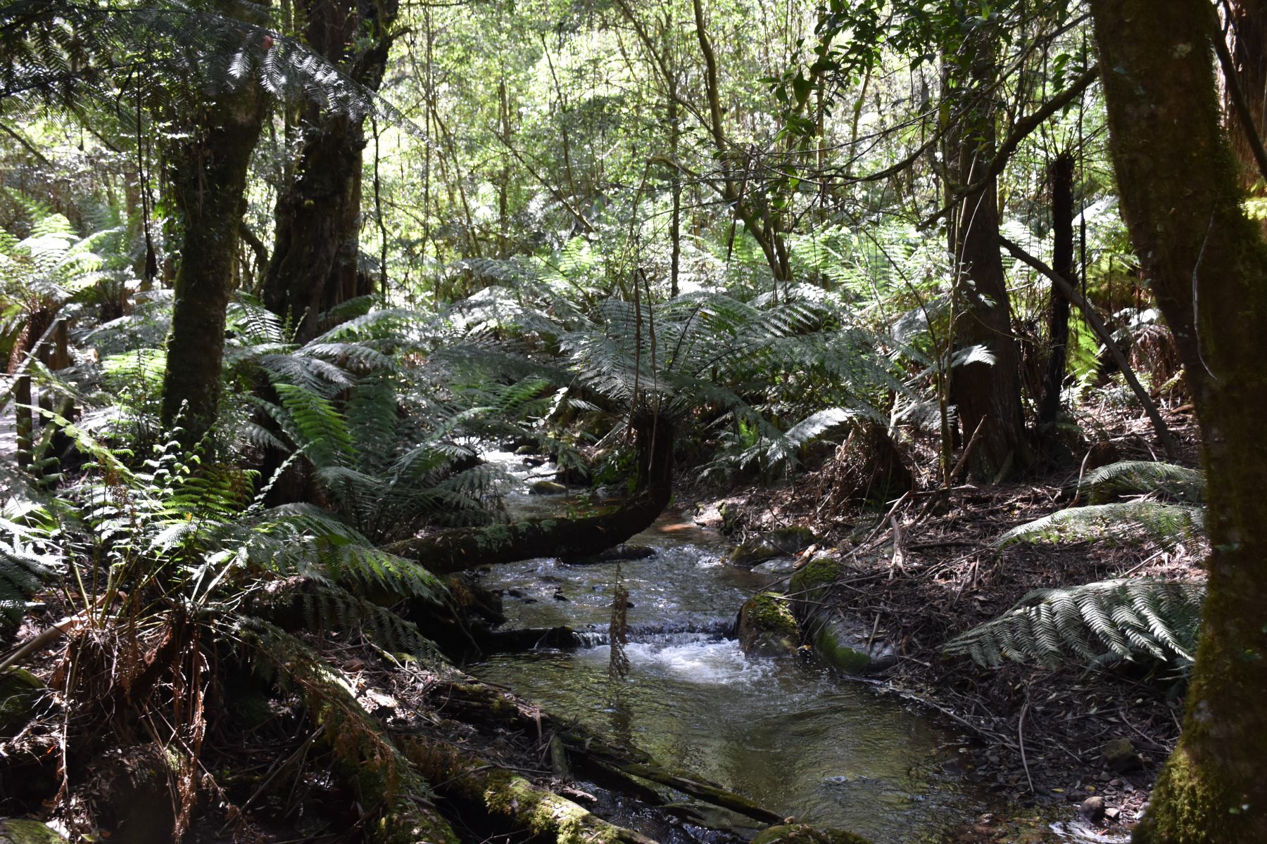 Ferns and streams along the Wirrawilla Walk