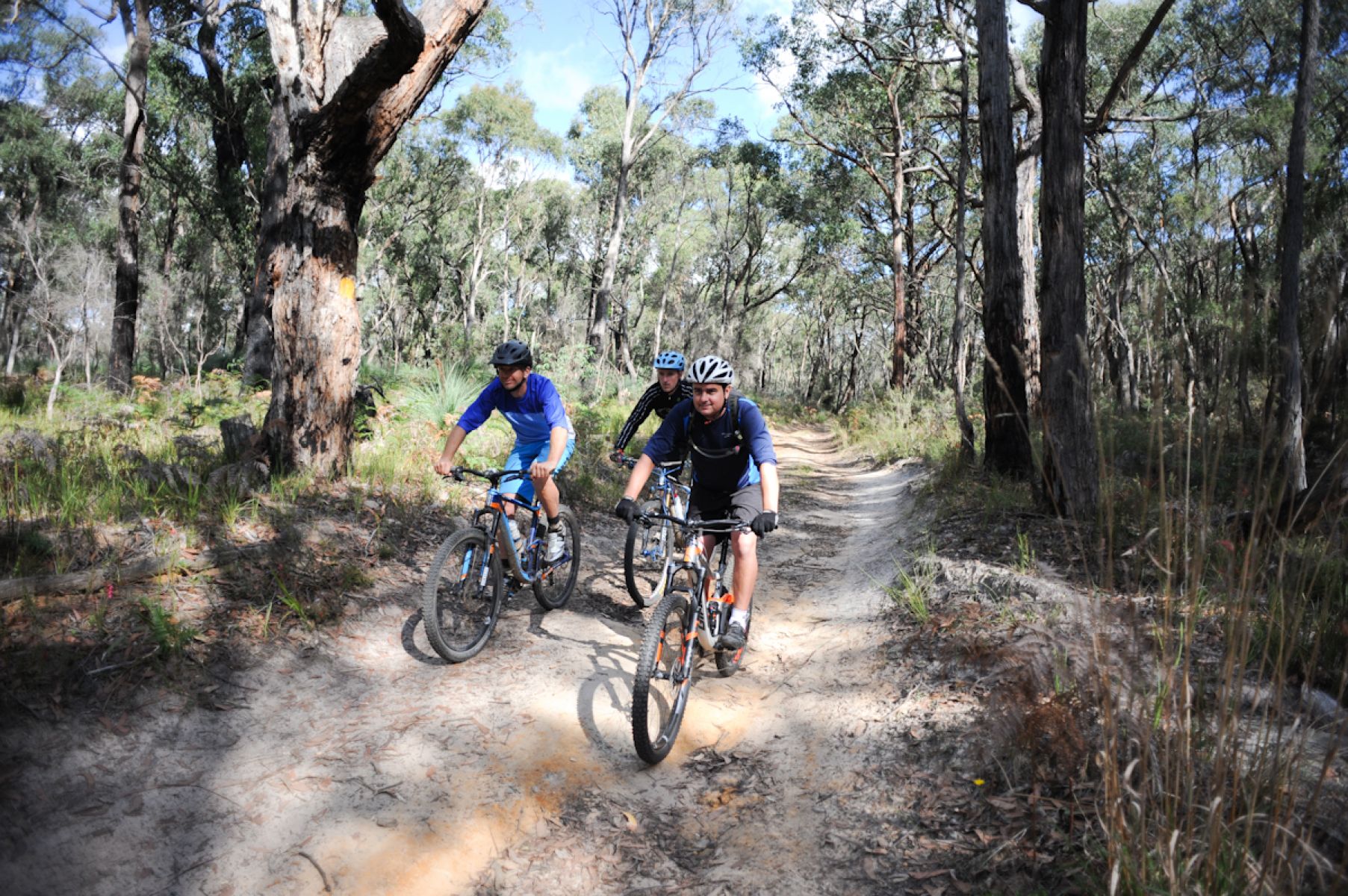 Three men ride mountain bikes along a bush trail surrounded by trees.