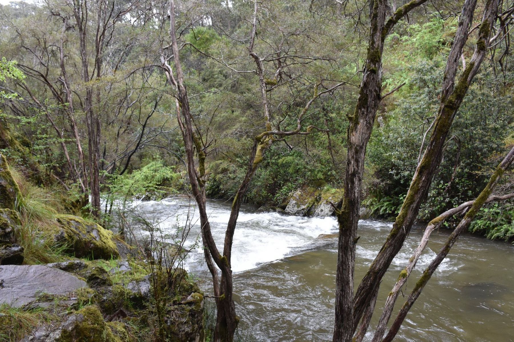 Buckland River flowing by the campground in the nearby gully.