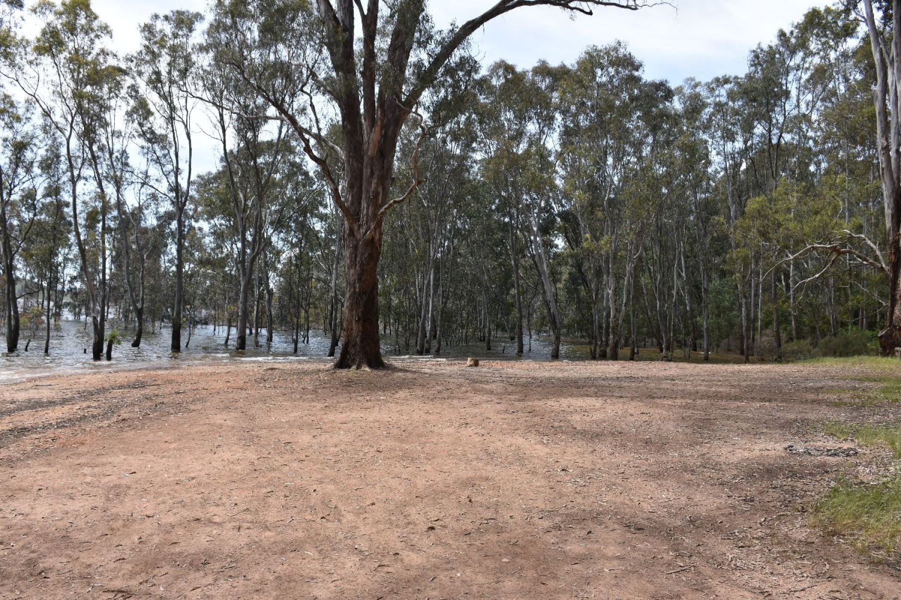 view of the camping area, which is wide open and surrounded by trees, offering plenty of space for your kit 