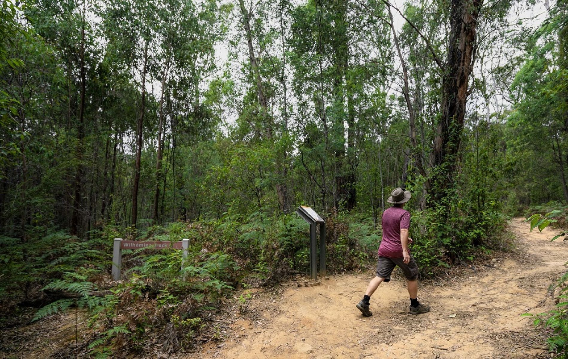 Person walking on track surrounded by forest