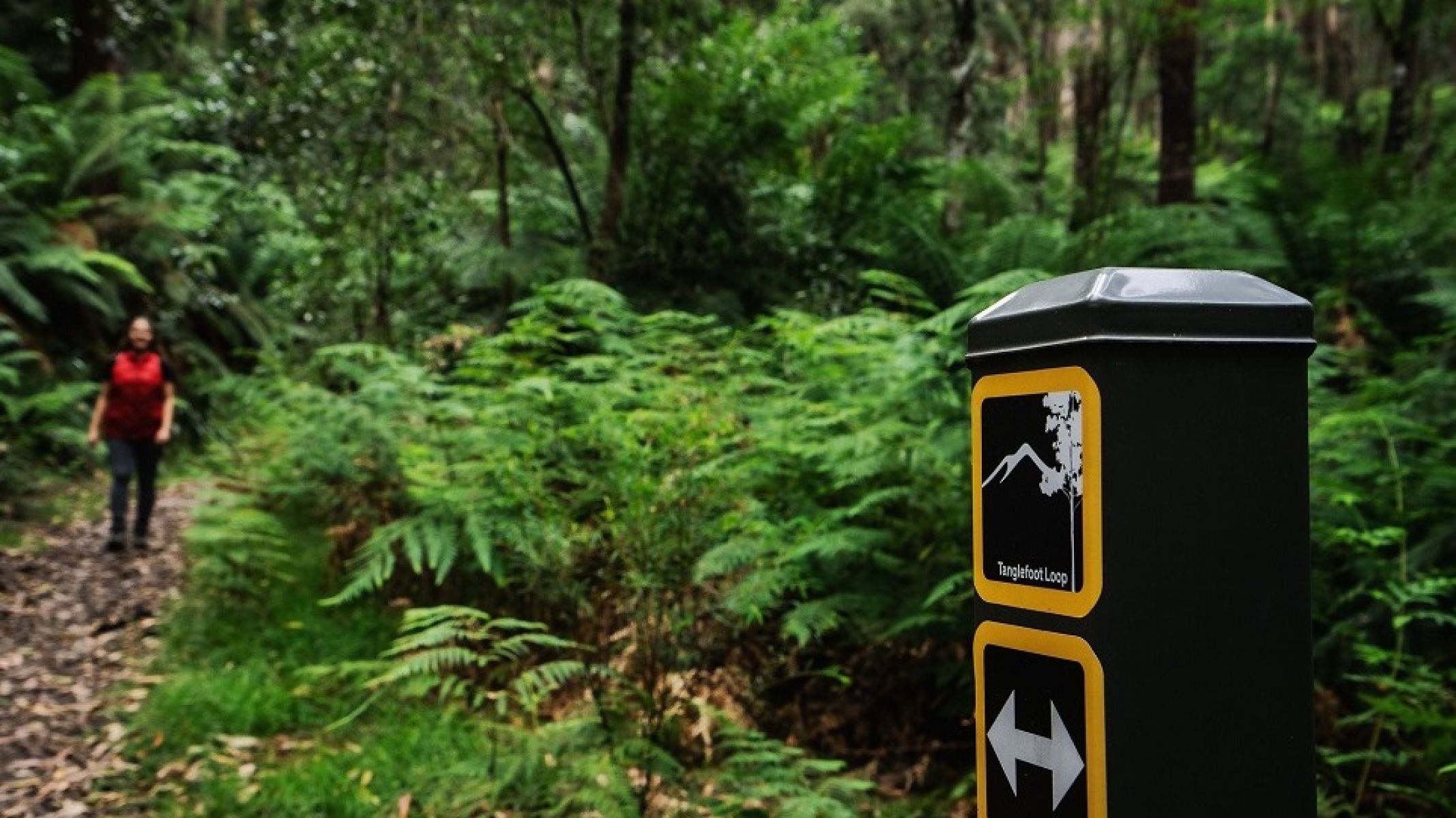 Person walking in rainforest