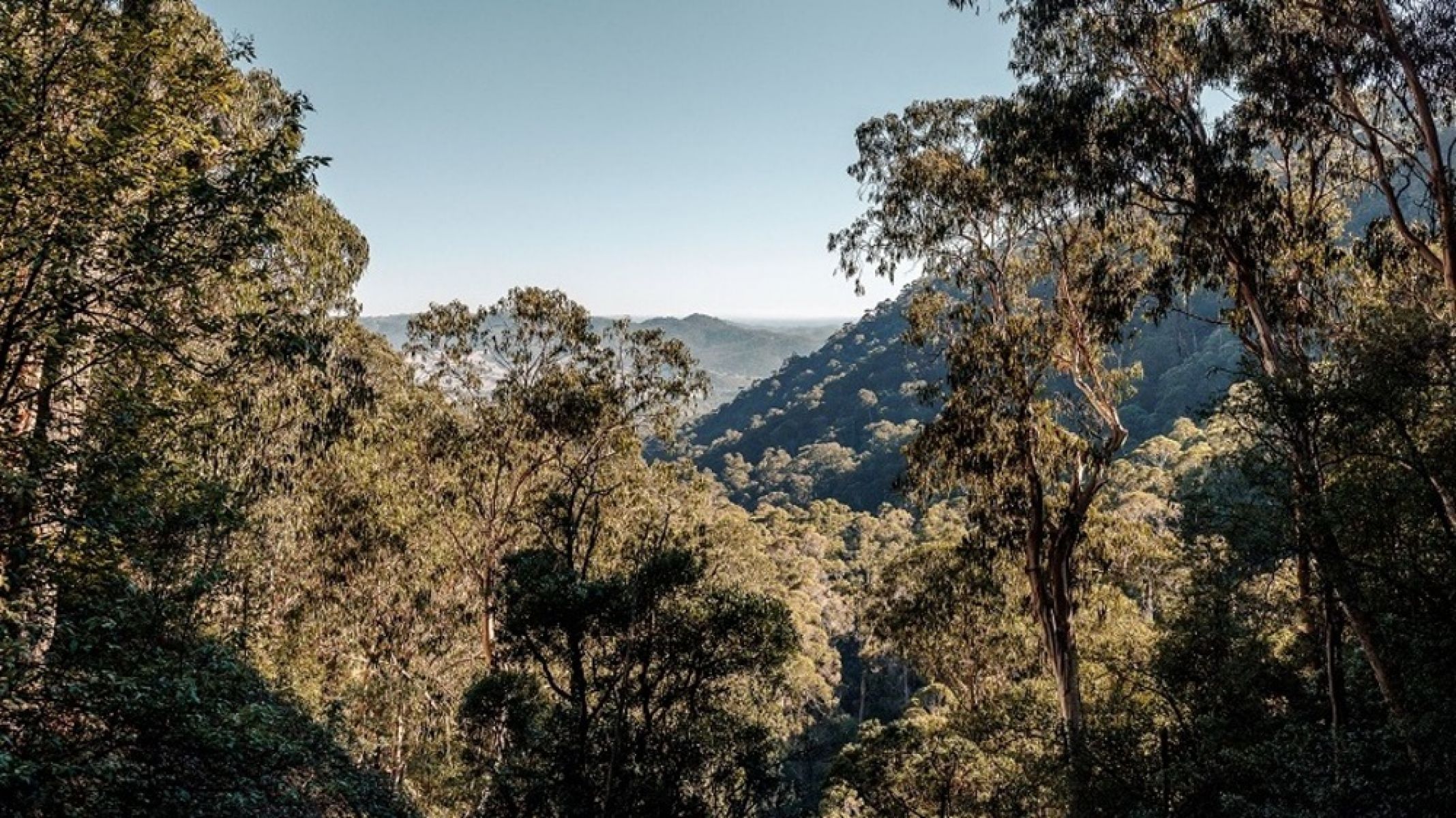 A view of the forest over looking tree covered hills. 