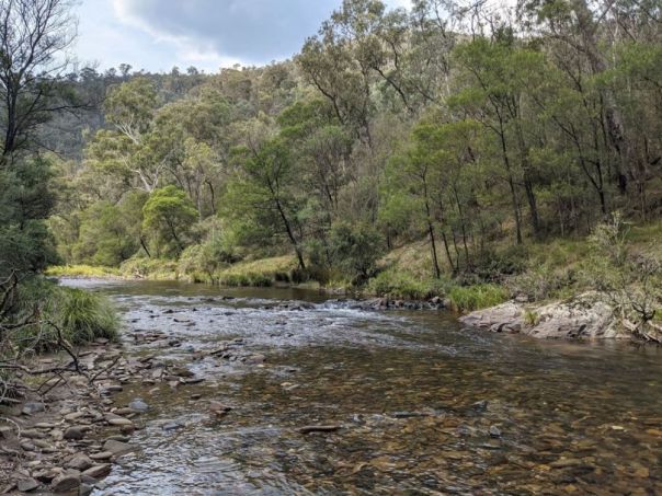 A river in the forest. 