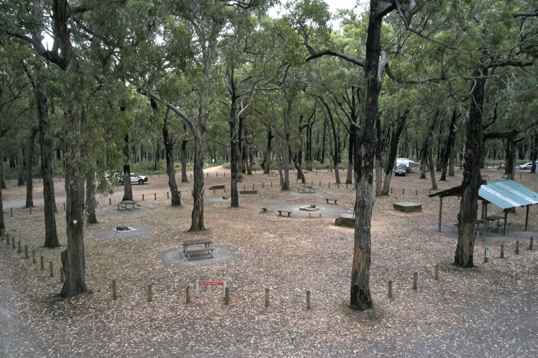 A large recreation area with picnic tables set among tall trees