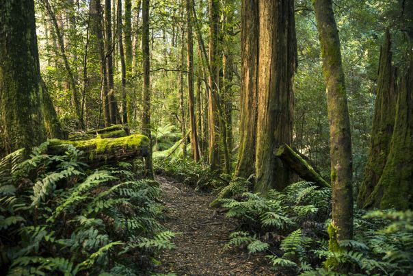 A walkway through green ferns and tall trees