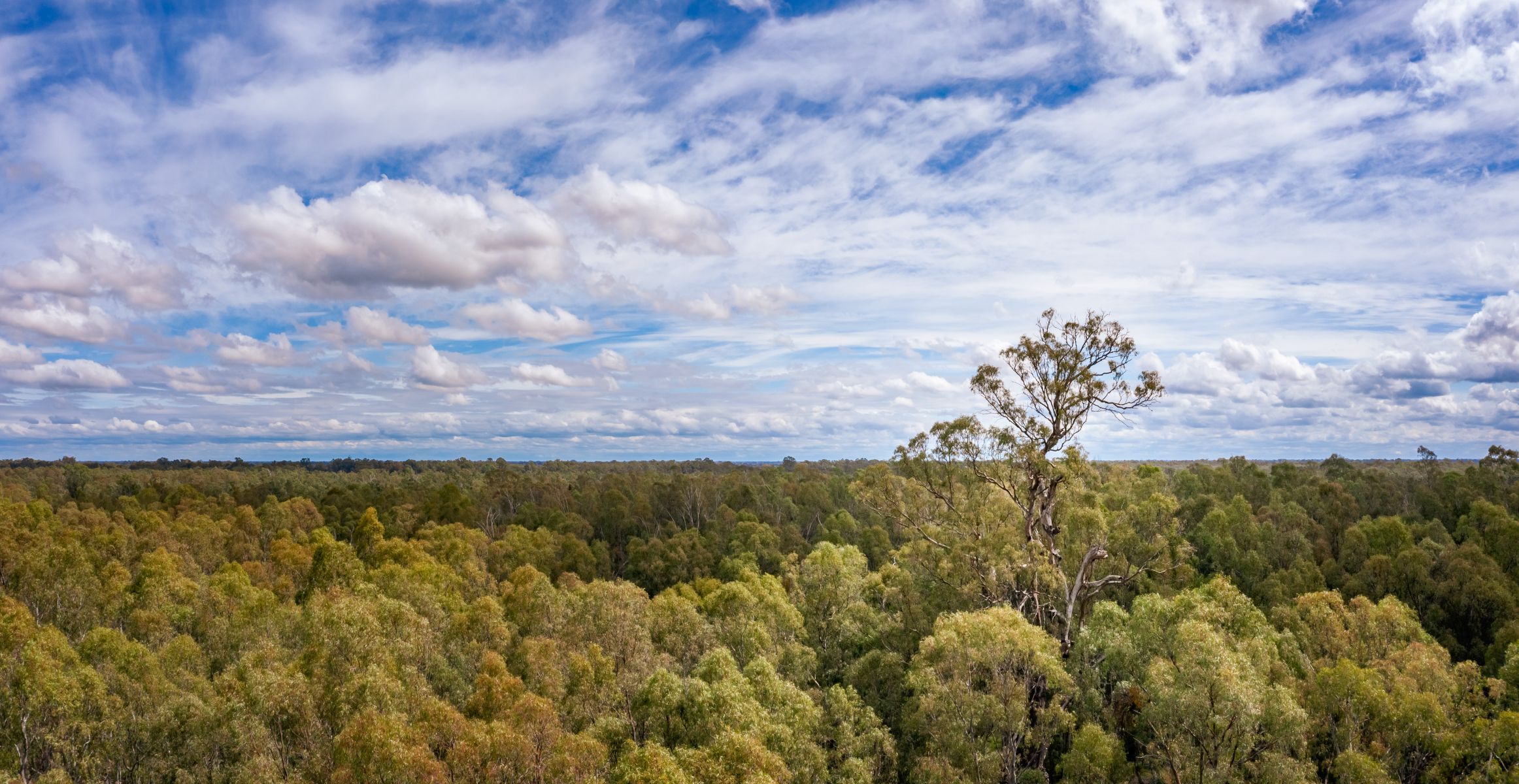 A view of blue sky and the tops of many green trees