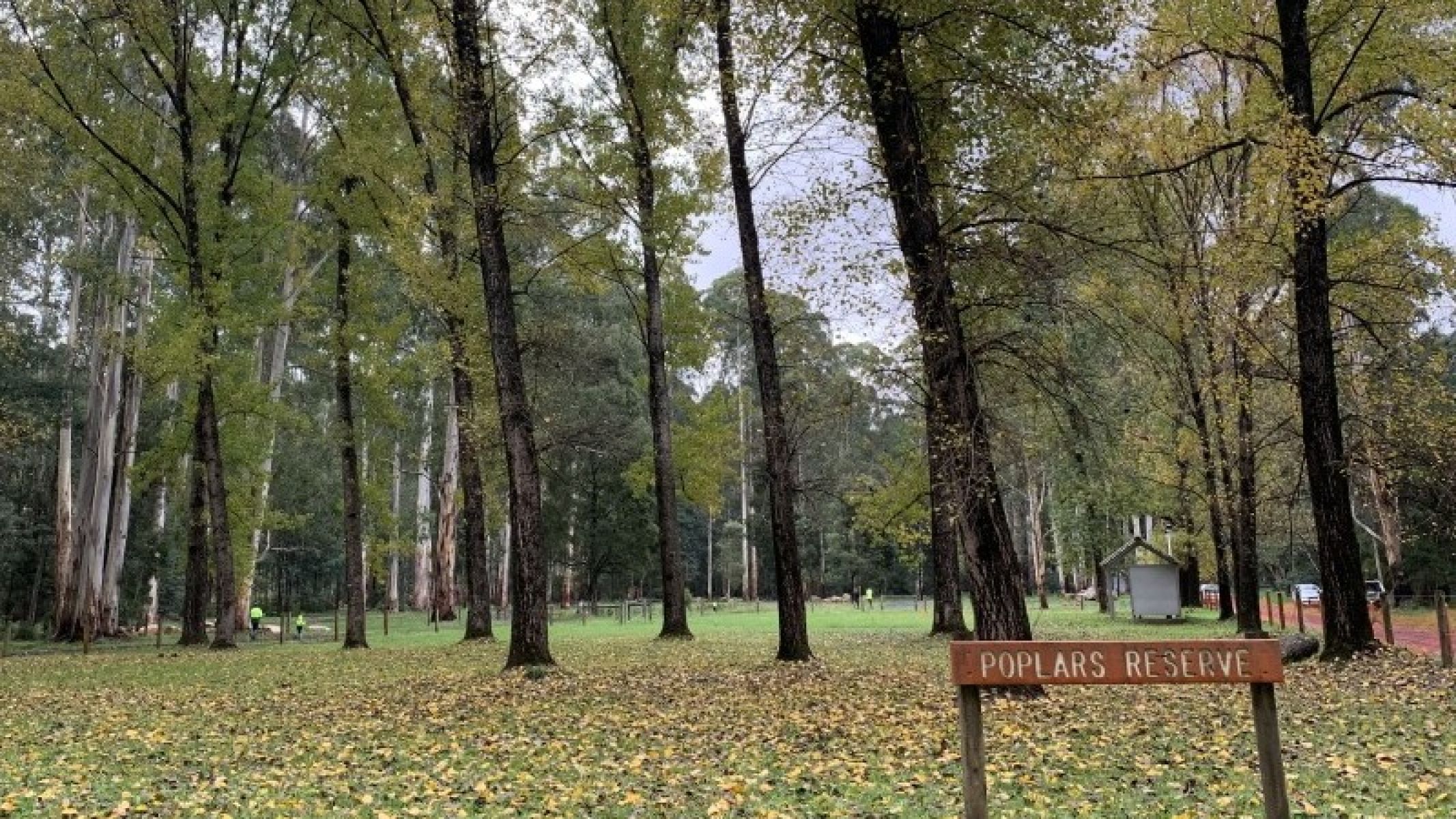 The campground showing different sites with firepits, in a clearing with native trees towering above