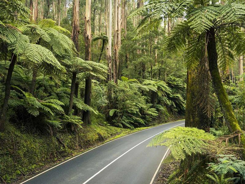 Black Spur.jpg A windy road surrounded by a lush green rainforest.