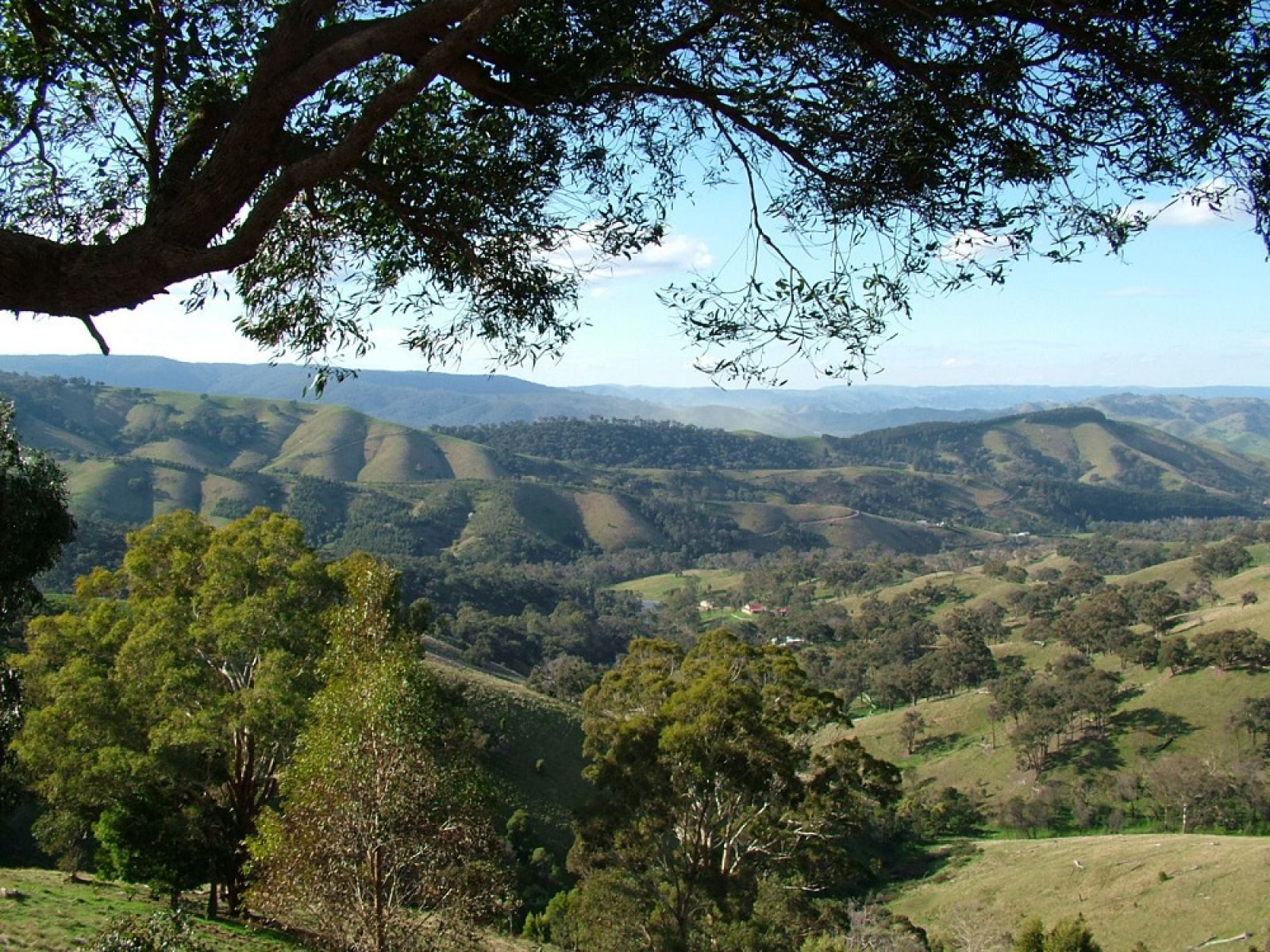 Rolling greeen hills in the forest.