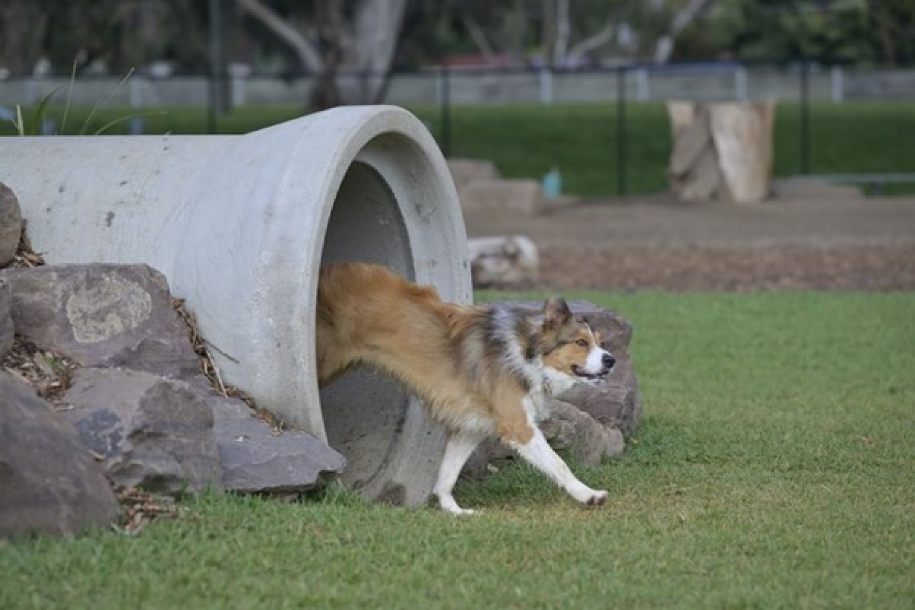 Off-leash area with brown and white dog emerging from large pipe centre left. Fence in background