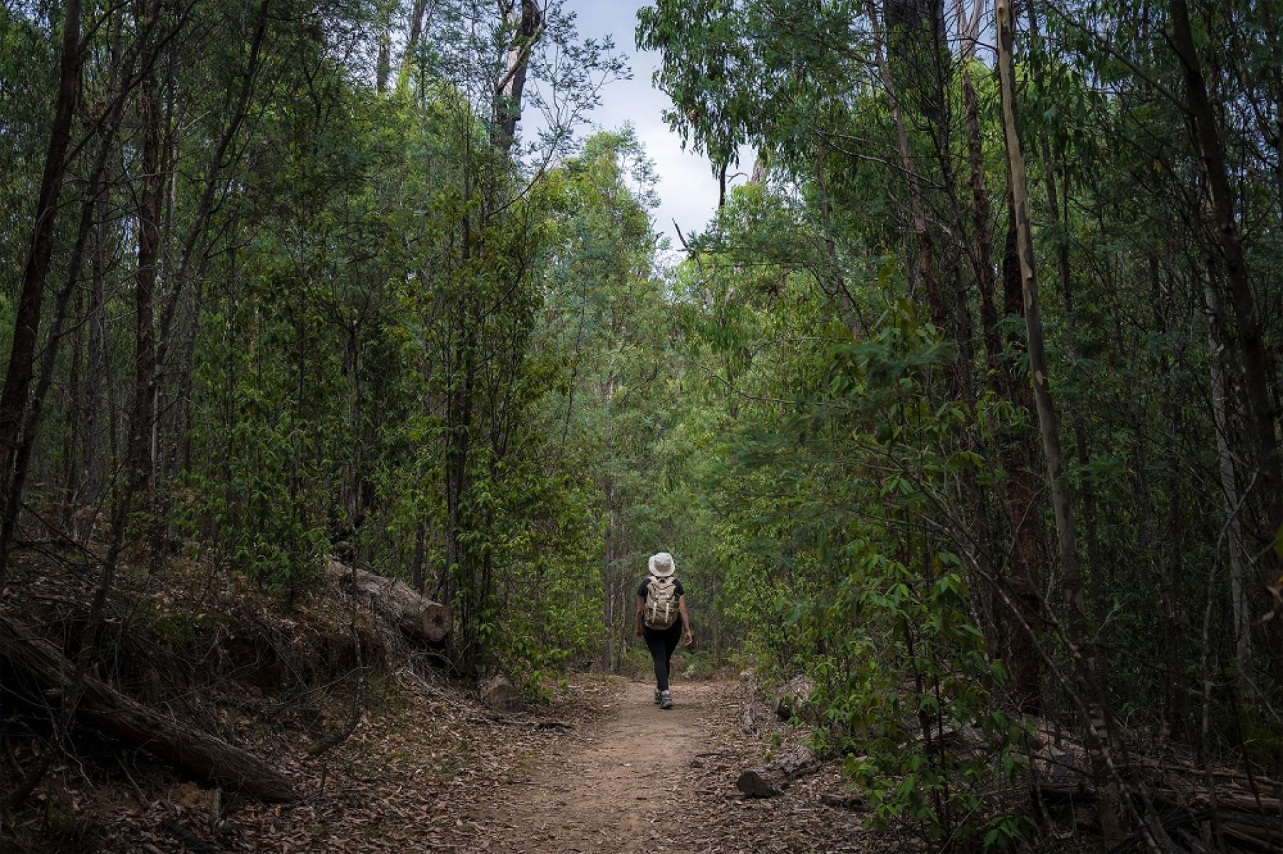Person walking on track surrounded by forest